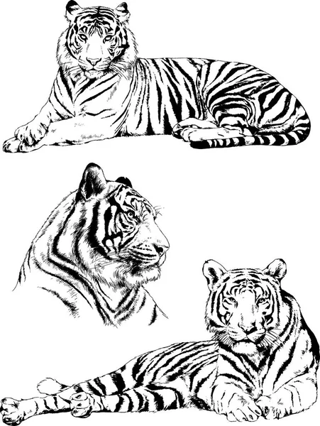 Dibujos Vectoriales Bocetos Diferentes Depredadores Tigres Leones Guepardos Leopardos Dibujan — Vector de stock