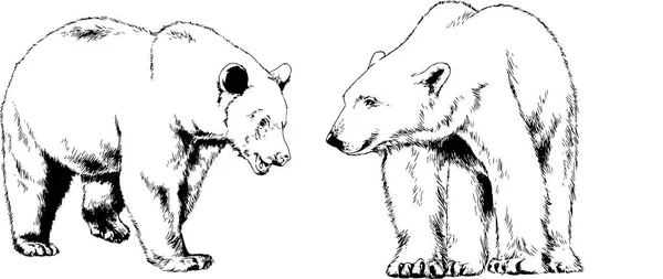 Αρκούδα Είναι Συντάσσεται Μελάνι Και Χέρι Ένα Λευκό Φόντο Τατουάζ — Διανυσματικό Αρχείο