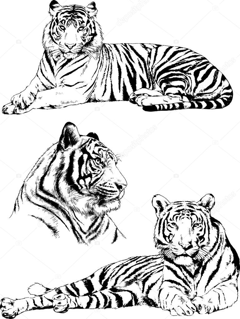 vector drawings sketches different predator , tigers lions cheetahs and leopards are drawn in ink by hand , objects with no background