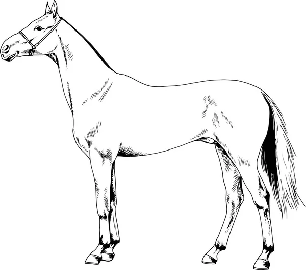 Caballo Carreras Sin Arnés Dibujado Con Tinta Mano Sobre Fondo — Vector de stock