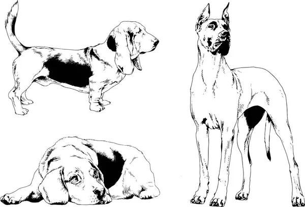 Gambar Vektor Sketsa Anjing Silsilah Rak Yang Digambar Dengan Tinta - Stok Vektor