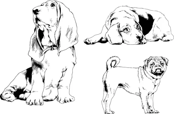 Dessins Vectoriels Croquis Chiens Pedigree Dans Les Supports Dessinés Encre — Image vectorielle