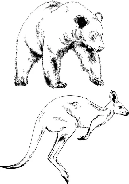 Set Vector Drawings Various Animals Hand Drawn Ink — Stock Vector