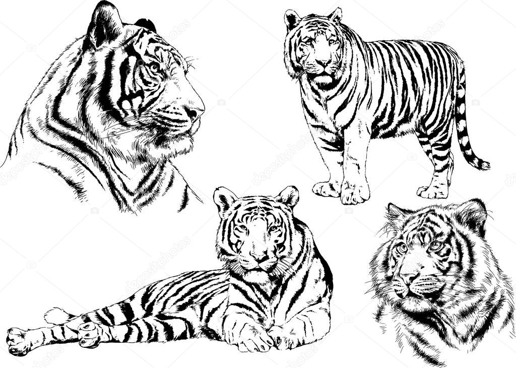 vector drawings sketches different predator , tigers lions cheetahs and leopards are drawn in ink by hand , objects with no background