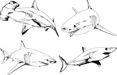 büyük beyaz köpekbalığı mürekkep serbest kroki logo çizilmiş