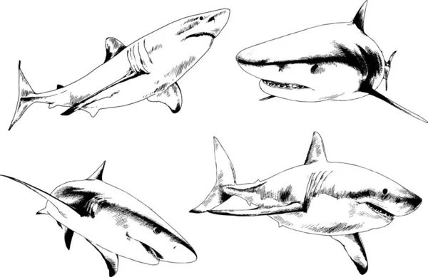 Gran Tiburón Blanco Dibujado Tinta Logo Boceto Mano Alzada — Vector de stock