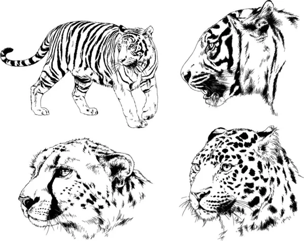 Ensemble Dessins Vectoriels Sur Thème Des Prédateurs Tigres Sont Dessinés — Image vectorielle