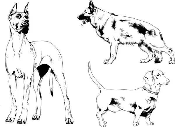 Dessins Vectoriels Croquis Chiens Pedigree Dans Les Supports Dessinés Encre — Image vectorielle