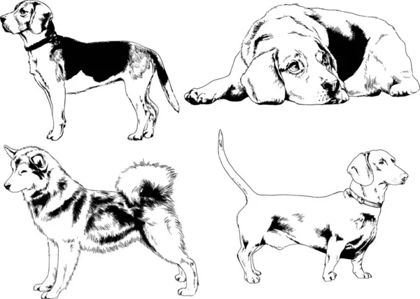 Dessins Vectoriels Croquis Chiens Pedigree Dans Les Supports Dessinés Encre — Image vectorielle