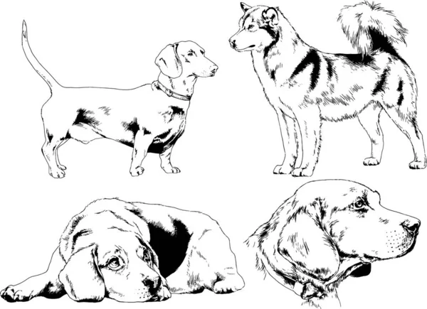 Dibujos Vectoriales Bocetos Pedigrí Perros Los Bastidores Dibujados Tinta Mano — Archivo Imágenes Vectoriales