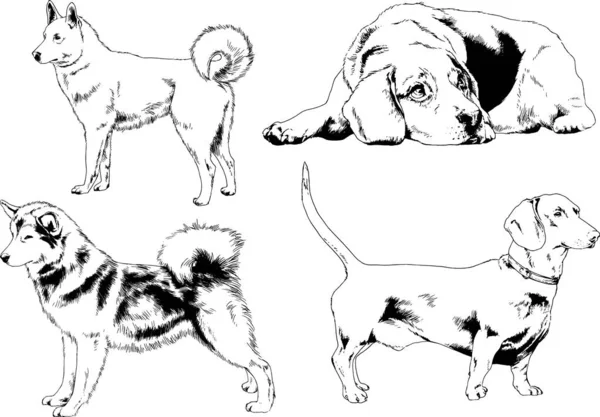 Dibujos Vectoriales Bocetos Pedigrí Perros Los Bastidores Dibujados Tinta Mano — Vector de stock