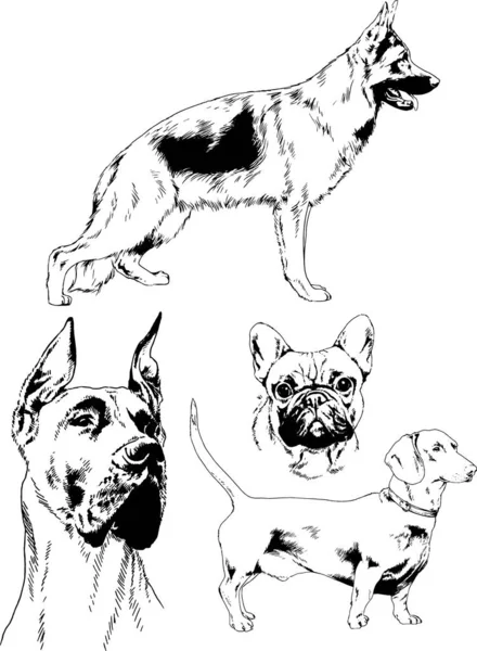 Dessins Vectoriels Croquis Chiens Pedigree Dans Les Supports Dessinés Encre — Image vectorielle