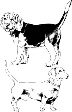 vektör çizim cins köpekler mürekkeple elle çizilmiş raflar içinde skeçler, arka plan ile obje