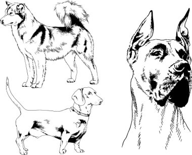 vektör çizim cins köpekler mürekkeple elle çizilmiş raflar içinde skeçler, arka plan ile obje
