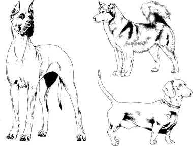vektör çizim cins köpekler mürekkeple elle çizilmiş raflar içinde skeçler, arka plan ile obje