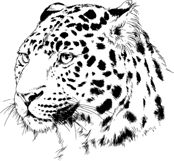Schnurrendes Gesicht Eines Leoparden Von Hand Auf Weißem Hintergrund Tätowiert — Stockvektor