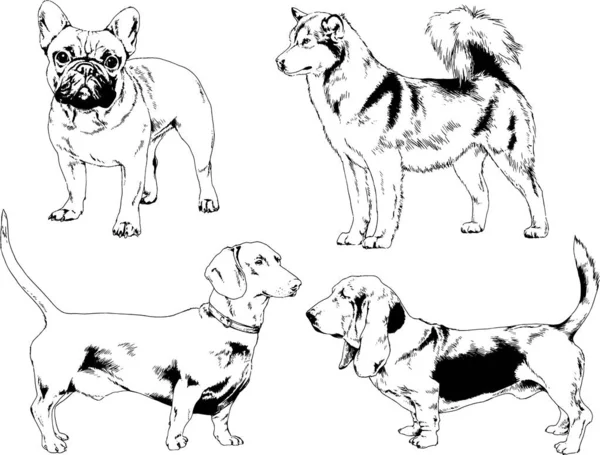 ベクター描画インクで手書きのラックの血統の犬をスケッチ 背景がないオブジェクト — ストックベクタ