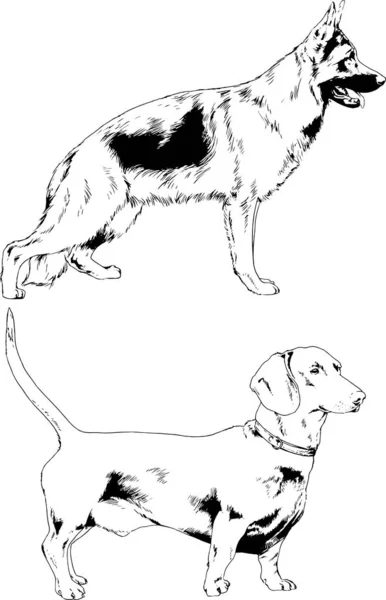 Dessins Vectoriels Croquis Chiens Pedigree Dans Les Supports Dessinés Encre — Image vectorielle