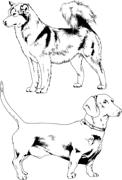 Desenhos Vetoriais Esboça Cães Pedigree Nas Prateleiras Desenhadas Tinta Mão — Vetor de Stock