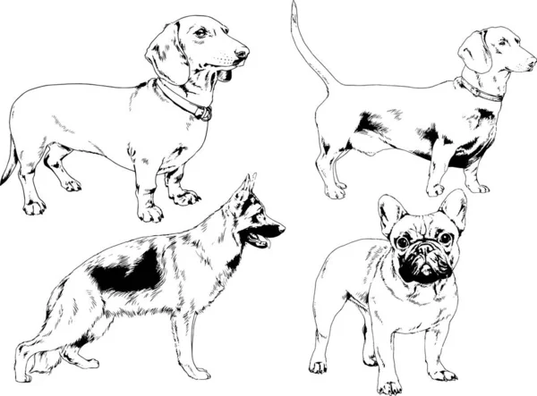 Dibujos Vectoriales Bocetos Pedigrí Perros Los Bastidores Dibujados Tinta Mano — Vector de stock