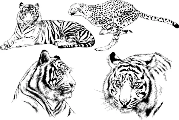 Set Vector Drawings Theme Predators Tigers Drawn Hand Ink Tattoo — Stock Vector