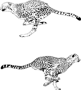 Yırtıcıların temasındaki vektör çizimleri mürekkep dövmeli logolarla elle çizilir.