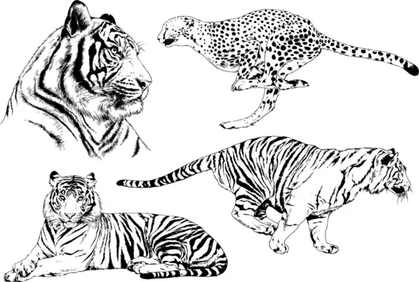 Set Vector Drawings Theme Predators Tigers Drawn Hand Ink Tattoo — Stock Vector