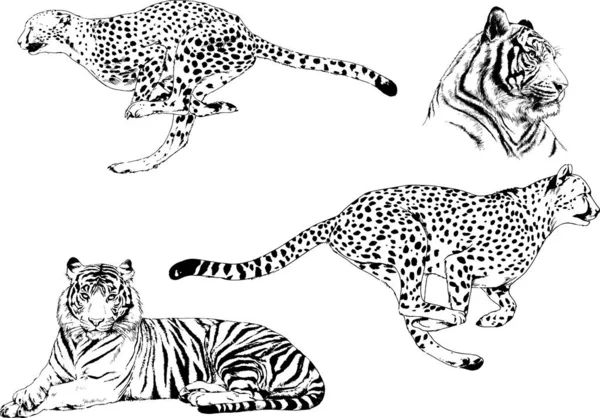 Set Vector Drawings Theme Predators Tigers Drawn Hand Ink Tattoo — Stock Vector