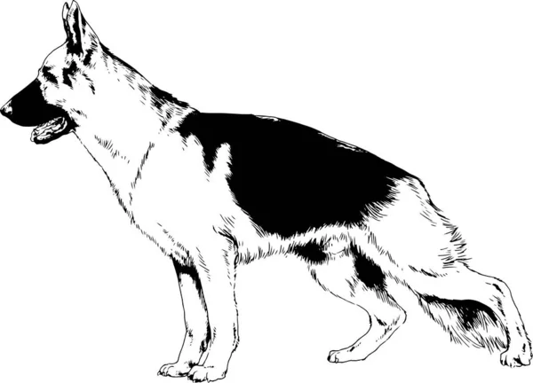 在白色背景上手工绘制在油墨中的纯种狗 — 图库矢量图片
