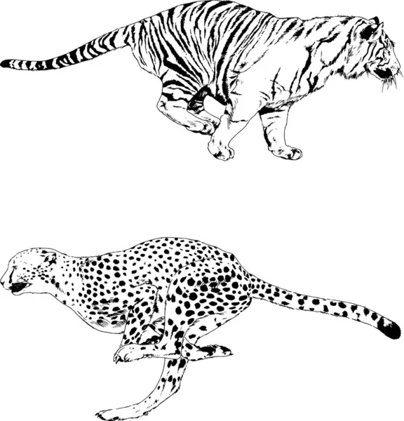 Набір Векторних Малюнків Тему Хижаків Тигри Намальовані Вручну Логотипами Татуювання — стоковий вектор