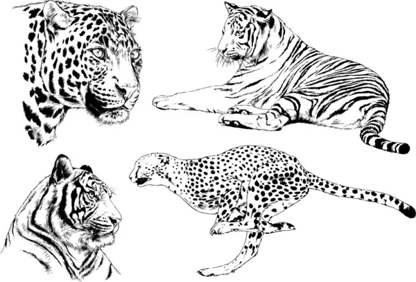 Ensemble Dessins Vectoriels Sur Thème Des Prédateurs Tigres Sont Dessinés — Image vectorielle