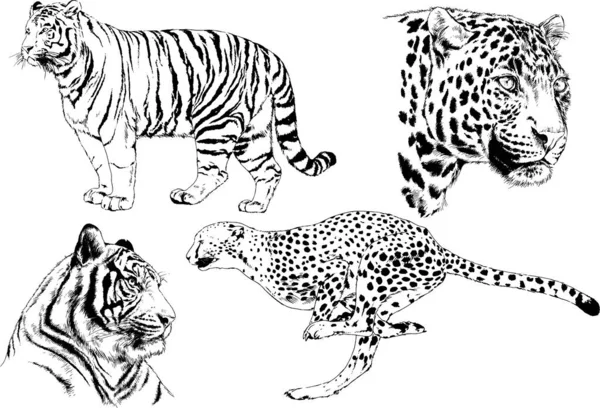 Serie Disegni Vettoriali Sul Tema Dei Predatori Tigri Sono Disegnati — Vettoriale Stock