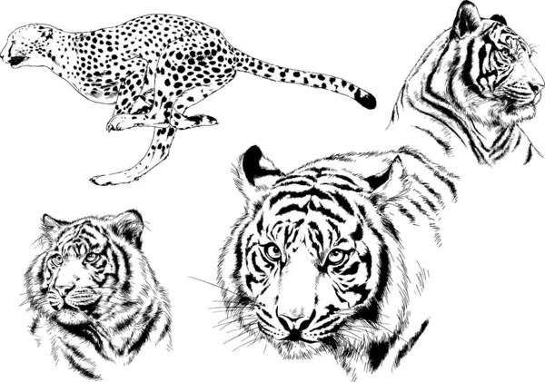 Ensemble Dessins Vectoriels Sur Thème Des Prédateurs Tigres Sont Dessinés — Image vectorielle