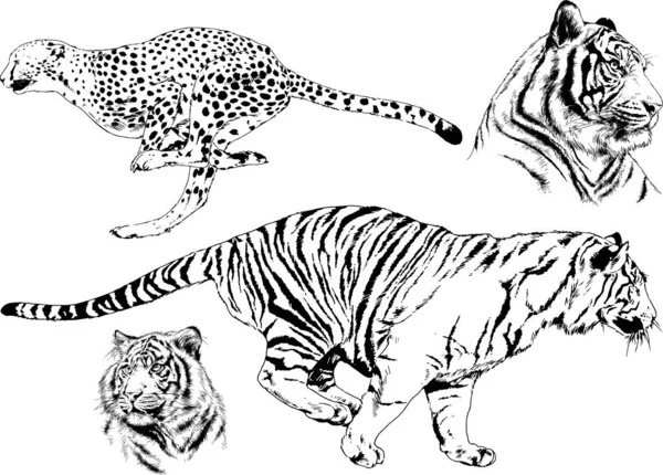 Serie Disegni Vettoriali Sul Tema Dei Predatori Tigri Sono Disegnati — Vettoriale Stock