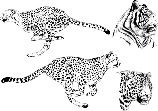 Serie Disegni Vettoriali Sul Tema Dei Predatori Tigri Sono Disegnati — Vettoriale Stock