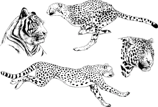 Serie Disegni Vettoriali Sul Tema Dei Predatori Tigri Sono Disegnati — Vettoriale Stock