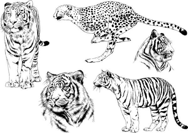 Set Vector Drawings Theme Predators Tigers Drawn Hand Ink Tattoo — Stock Vector