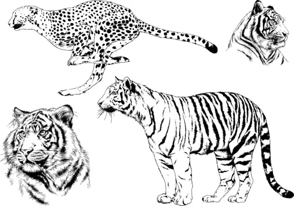 Ensemble Dessins Vectoriels Sur Thème Des Prédateurs Tigres Sont Dessinés — Image vectorielle