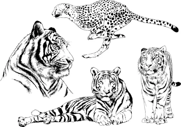 Dessins Vectoriels Esquisse Différents Prédateurs Tigres Lions Guépards Léopards Sont — Image vectorielle