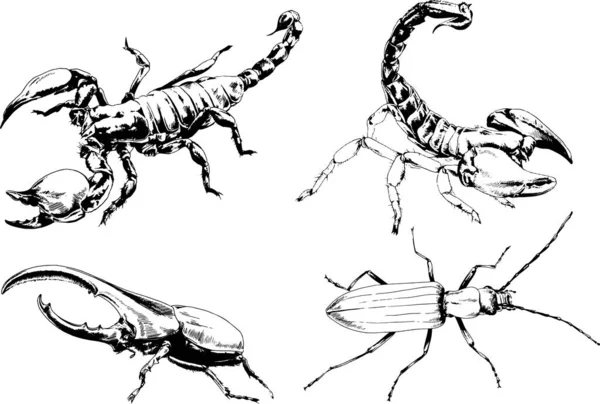 Desenhos Vetoriais Esboços Diferentes Insetos Insetos Escorpiões Aranhas Desenhadas Tinta — Vetor de Stock