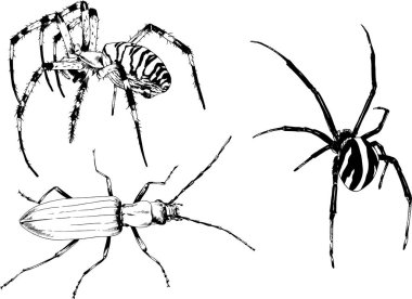 Vektör çizimleri farklı böcekler çizer. Akrepler, mürekkeple çizilen örümcekler, arka planı olmayan nesneler.