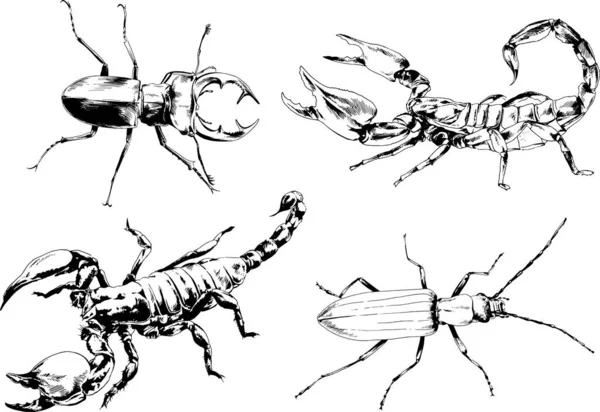 Vectortekeningen Schetst Verschillende Insecten Insecten Schorpioenen Spinnen Met Hand Getekend — Stockvector