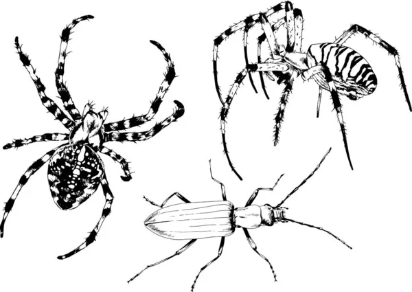 Dibujos Vectoriales Bocetos Insectos Diferentes Insectos Scorpions Arañas Dibujadas Con — Archivo Imágenes Vectoriales