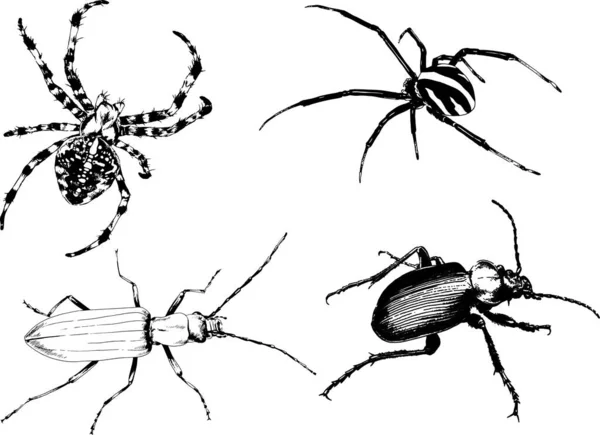 Vektorzeichnungen Skizzieren Verschiedene Insekten Käfer Skorpione Spinnen Mit Tusche Von — Stockvektor