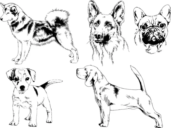 Dibujos Vectoriales Bocetos Pedigrí Perros Los Bastidores Dibujados Tinta Mano — Archivo Imágenes Vectoriales