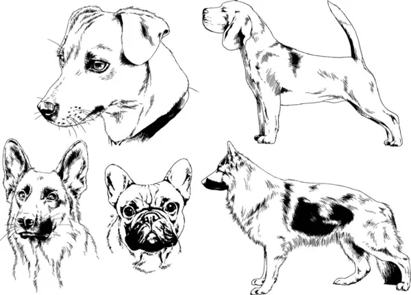 Desenhos Vetoriais Esboça Cães Pedigree Nas Prateleiras Desenhadas Tinta Mão —  Vetores de Stock