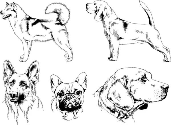 Dibujos Vectoriales Bocetos Pedigrí Perros Los Bastidores Dibujados Tinta Mano — Archivo Imágenes Vectoriales