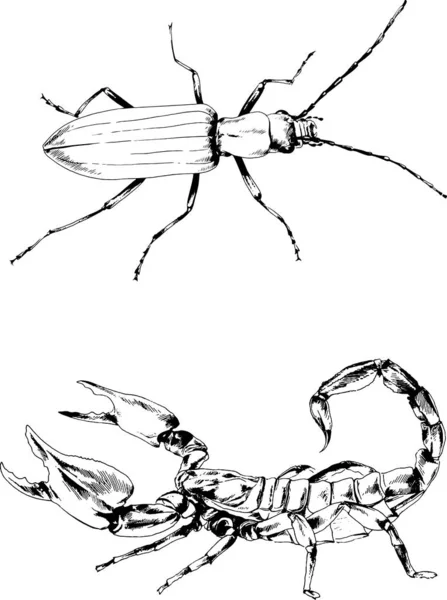 Vektorové Kresby Kreslí Různé Brouky Hmyzu Škorpióni Kreslení Inkoustem Rukou — Stockový vektor