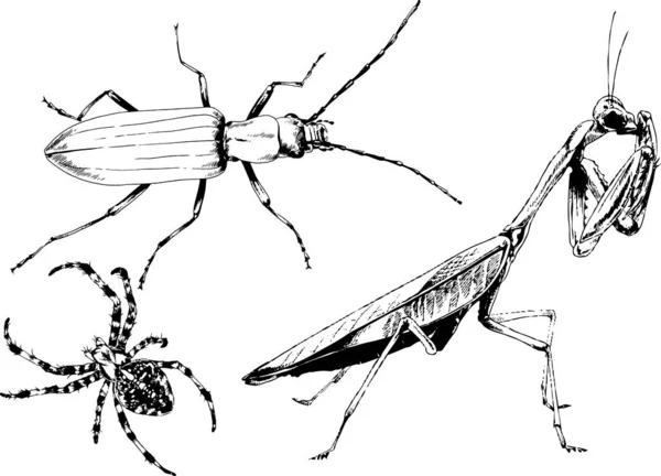 Dibujos Vectoriales Bocetos Insectos Diferentes Insectos Scorpions Arañas Dibujadas Con — Archivo Imágenes Vectoriales