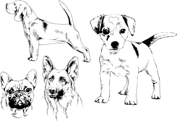 Dibujos Vectoriales Bocetos Pedigrí Perros Los Bastidores Dibujados Tinta Mano — Vector de stock